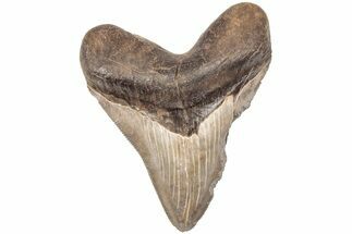 Serrated, 3.28" Fossil Megalodon Tooth - South Carolina - Fossil #203146