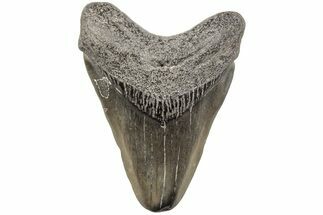2.21" Juvenile Megalodon Tooth - South Carolina - Fossil #203171