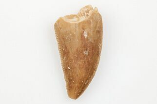 Serrated, .79" Raptor Tooth - Real Dinosaur Tooth - Fossil #203499