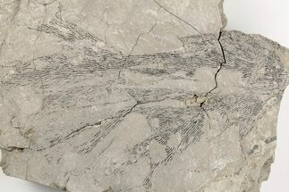 Graptolite (Dictyonema) Fossil - Rochester Shale, NY #203272