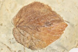 3.1" Fossil Leaf (Beringiaphyllum) - Montana - Fossil #203344