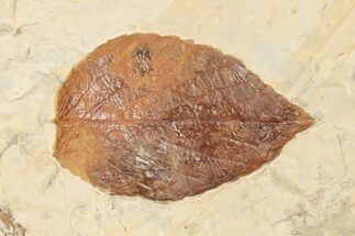 3.3" Fossil Leaf (Beringiaphyllum) - Montana - Fossil #203345