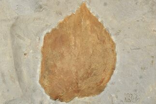 3.4" Fossil Leaf (Davidia) - Montana - Fossil #203361