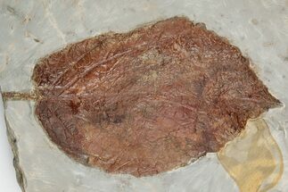 4.6" Fossil Leaf (Beringiaphyllum) - Montana - Fossil #203369