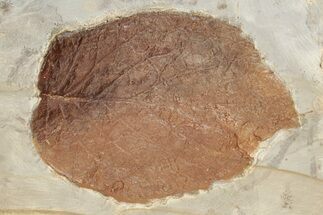 2.95" Fossil Leaf (Beringiaphyllum) - Montana - Fossil #203370