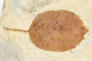 Fossil Birch Leaf (Betulaceae) - Montana #203372