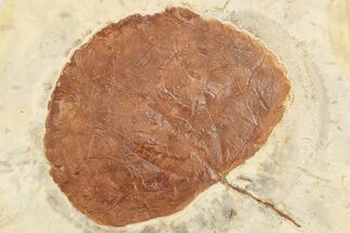 3.5" Fossil Leaf (Zizyphoides) - Montana - Fossil #203549