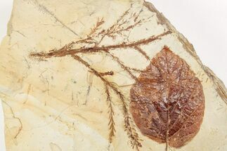 Fossil Leaf (Davidia) & Cyprus (Taxodium) Fronds - Montana #203561