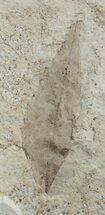 Detailed Fossil Sumac Leaf - Green River Formation #2118