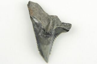 1.3" Snaggletooth Shark (Hemipristis) Tooth - Aurora, NC - Fossil #203584
