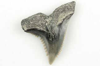 1.17" Snaggletooth Shark (Hemipristis) Tooth - Aurora, NC - Fossil #203589