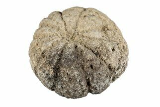 Silurain Fossil Sponge (Astraeospongia) - Tennessee #203703