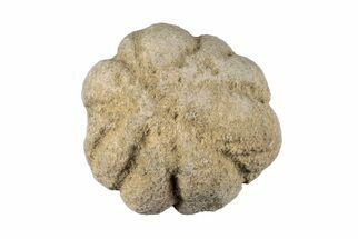 Silurian Fossil Sponge (Astraeospongia) - Tennessee #203731