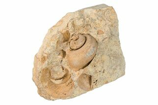 Ordovician Gastropod (Trochonema) Fossil - Wisconsin #203672