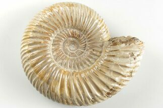 Polished Jurassic Ammonite (Perisphinctes) - Madagascar #203854