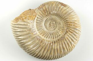 2.55" Polished Jurassic Ammonite (Perisphinctes) - Madagascar - Fossil #203868