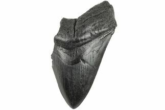 4.08" Partial, Fossil Megalodon Tooth  - Fossil #194052