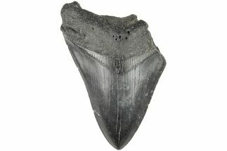 Partial Megalodon Tooth #194055