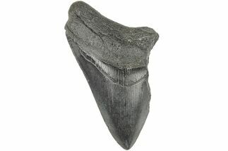 3.49" Partial Megalodon Tooth - Fossil #194056