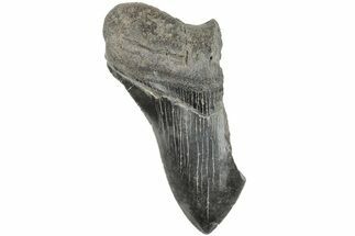 3.70" Partial Megalodon Tooth - Fossil #194059