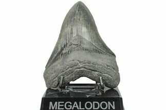 Fossil Megalodon Tooth - South Carolina #203107