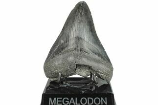 Fossil Megalodon Tooth - South Carolina #203114