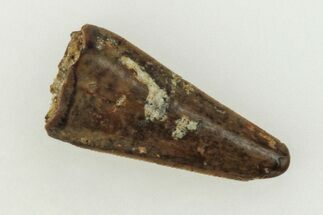 .31" Fossil Theropod (Richardoestesia?) Tooth - Montana - Fossil #204038