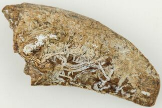 Bargain, 1.18" Tyrannosaur (Nanotyrannus?) Tooth - Montana - Fossil #204061
