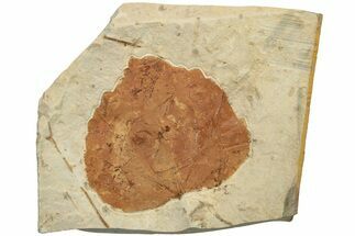 3.25" Fossil Leaf (Ampelopsis) - Montana - Fossil #204022