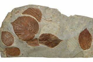 Plant Fossils For Sale