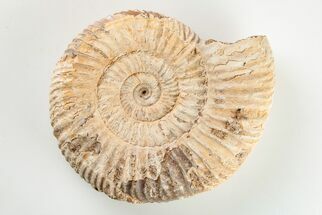 Jurassic Ammonite (Perisphinctes) Fossil - Madagascar #203899