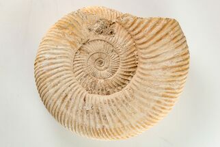 4.1" Jurassic Ammonite (Perisphinctes) Fossil - Madagascar - Fossil #203946