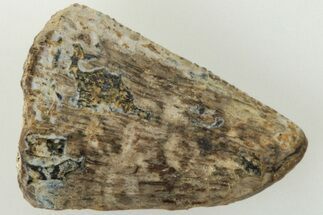 Bargain, .58" Tyrannosaur Tooth Tip - Montana - Fossil #204190