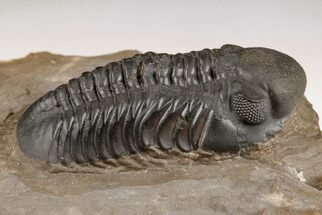 Detailed Reedops Trilobite - Atchana, Morocco #204159