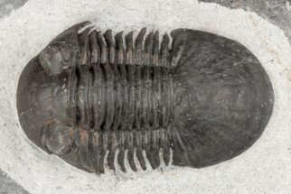 1.35" Paralejurus Trilobite Fossil - Ofaten, Morocco - Fossil #204216