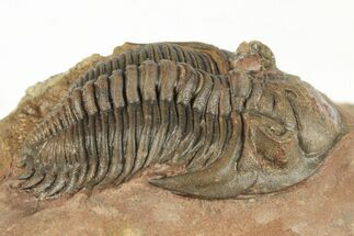 1.8" Metacanthina Trilobite - Lghaft, Morocco - Fossil #204222