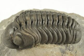 Beautiful Reedops Trilobite - Atchana, Morocco #204226