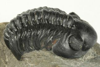1.2" Detailed Reedops Trilobite - Atchana, Morocco - Fossil #204126