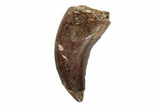 Serrated, .32" Dromaeosaurid Theropod (Acheroraptor) Tooth - Montana - Fossil #204230