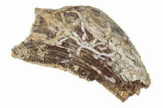 Partial, Tyrannosaur (Nanotyrannus?) Tooth - Montana #204243