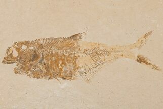 Bargain, 5.4" Fossil Fish (Diplomystus) - Wyoming - Fossil #204467