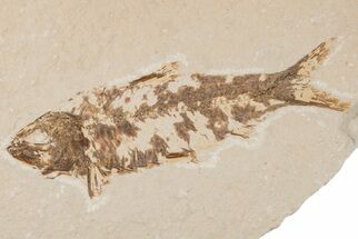 3.6" Detailed Fossil Fish (Knightia) - Wyoming - Fossil #204479