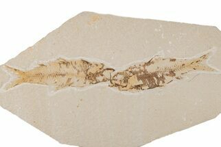 Two Detailed Fossil Fish (Knightia) - Wyoming - Fossil #204500