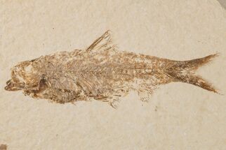3.5" Detailed Fossil Fish (Knightia) - Wyoming - Fossil #204509