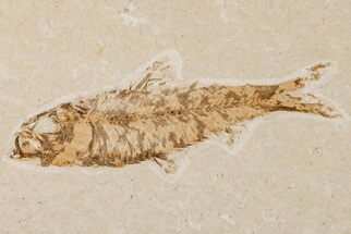 3.6" Detailed Fossil Fish (Knightia) - Wyoming - Fossil #204512
