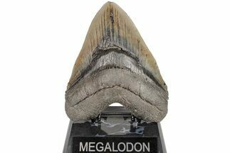 Huge, 5.71" Fossil Megalodon Tooth - South Carolina - Fossil #204584