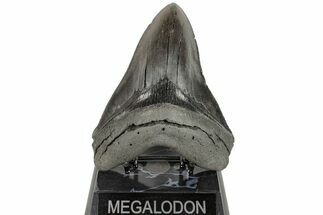 Serrated, 5.72" Fossil Megalodon Tooth - Collector Quality - Fossil #204589