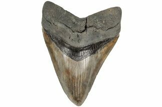 Serrated, 4.84" Fossil Megalodon Tooth - South Carolina - Fossil #204595