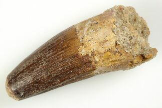 1.6" Real Spinosaurus Tooth - Real Dinosaur Tooth - Fossil #204452