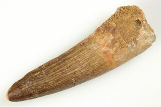 2.07" Real Spinosaurus Tooth - Real Dinosaur Tooth - Fossil #204465
